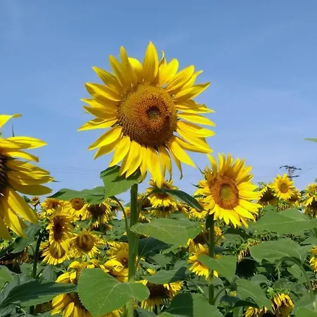 House Rumpen بيت للعطل برونسوم