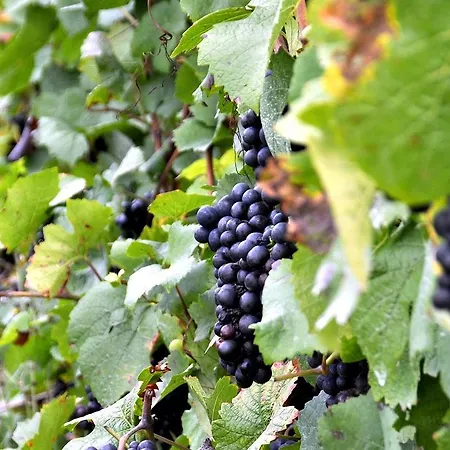 House Rumpen بيت للعطل