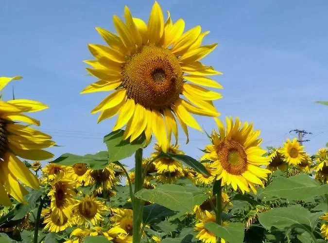 House Rumpen Дом отдыха Брюнсюм