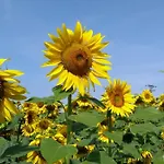 House Rumpen 度假居 布林瑟姆